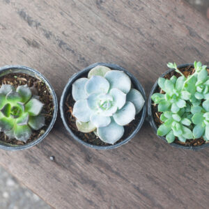 Green Pearl Succulent