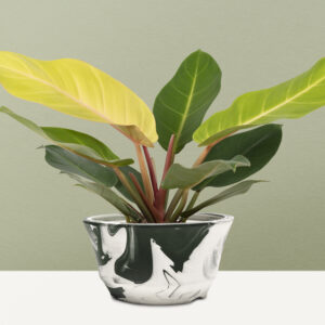Philodendron