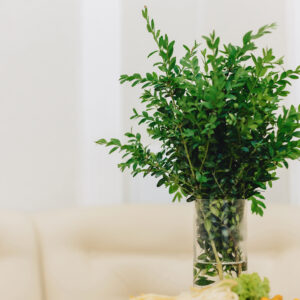 Chinese Evergreen Crete