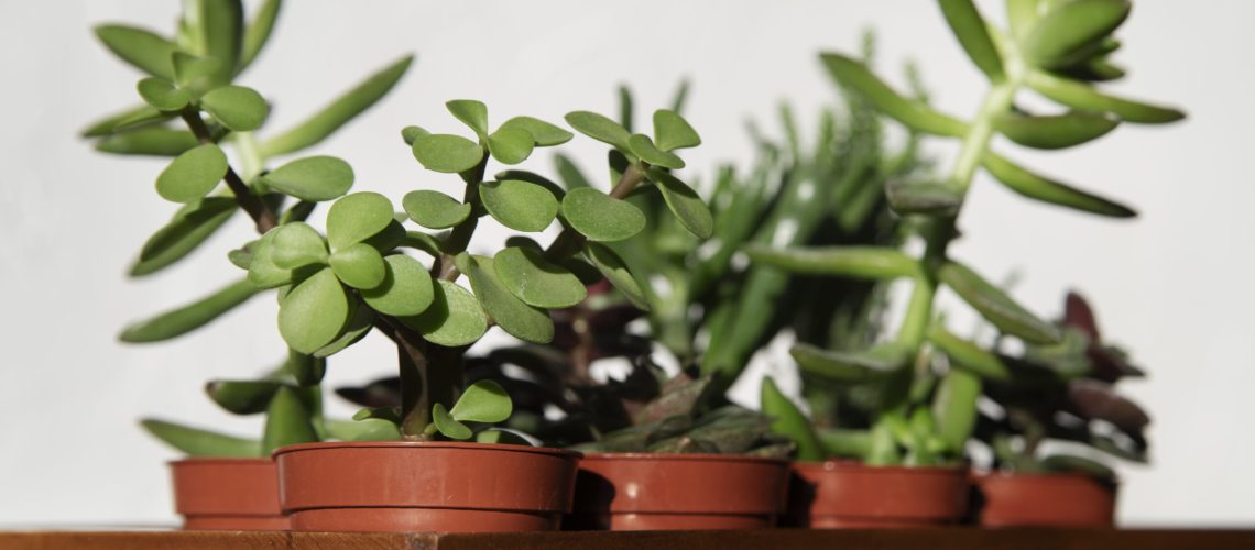 beautiful-modern-plants-deco