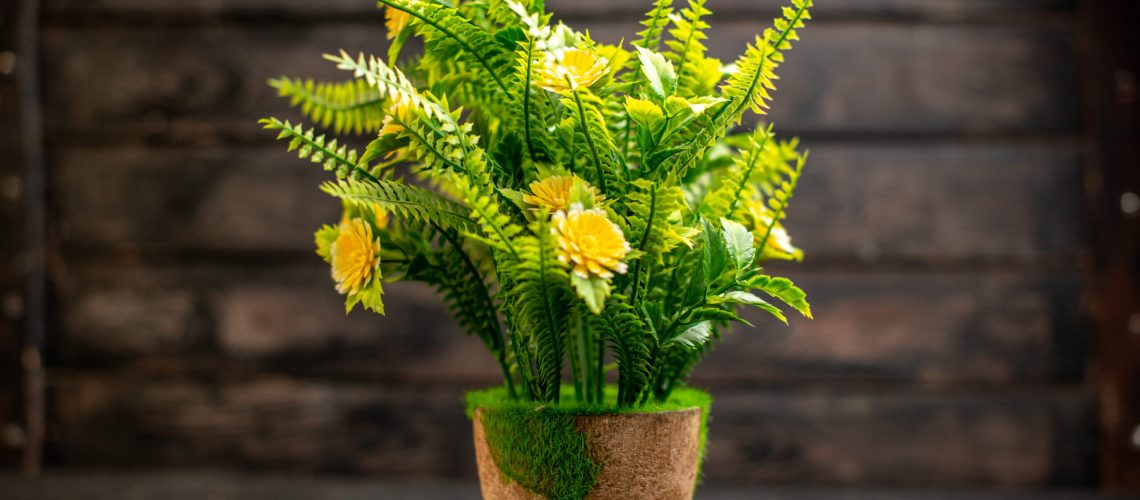 front-view-potted-plant-wooden-surface