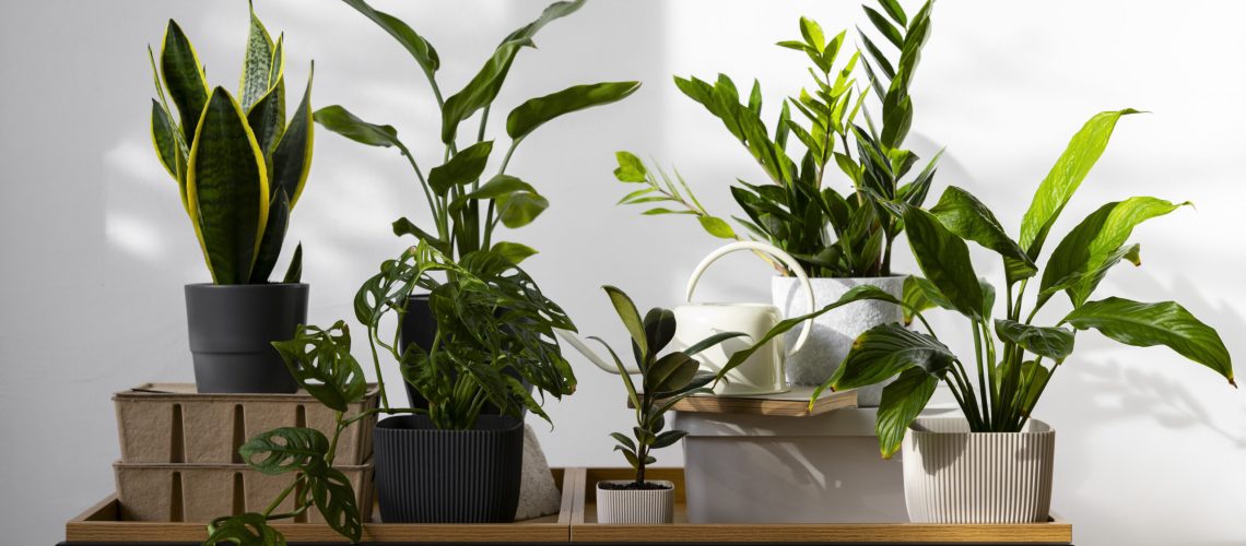 indoor-plants-studio (1)